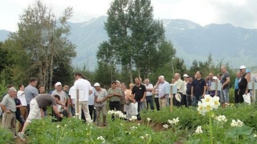 Tko u srcu nosi krumpir - doći će na svoje!