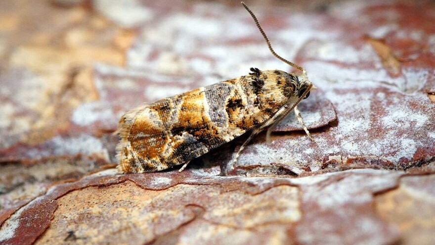 Koje su opasne štetočine vremenski uslovi donijeli vinogradima?