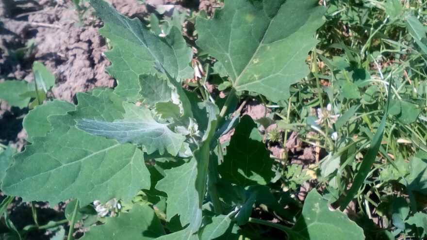 Loboda - hrana, a ne korov