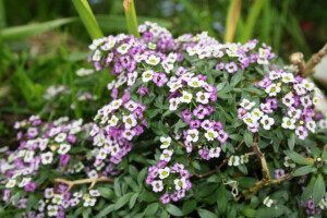 Lobularija donosi miris meda u dvorište