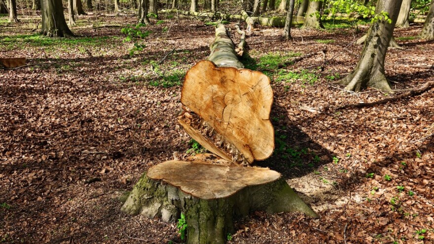 Javnost o obrascima prethodne procjene za izmjene Zakona o šumama i prometu drva