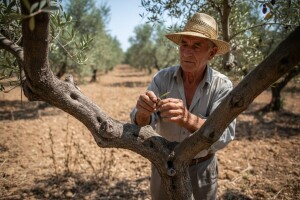 Loša godina u maslinicima