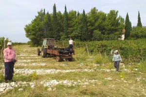 Iz cijelog vinograda ni ceker grožđa: Nužna zaštita tokom zime