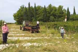 Iz cijelog vinograda ni ceker grožđa: Nužna zaštita tokom zime