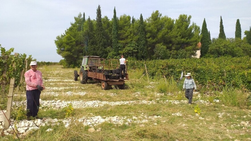 Iz cijelog vinograda ni ceker grožđa: Nužna zaštita tokom zime