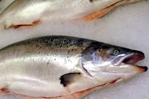 Priprema se teren za GMO ribu