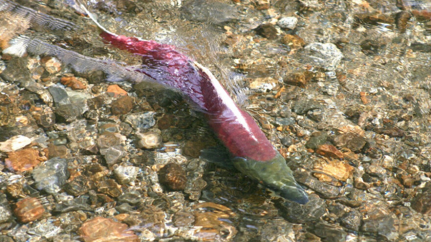 Uzgoj lososa čini ogromnu štetu ribama i okolišu