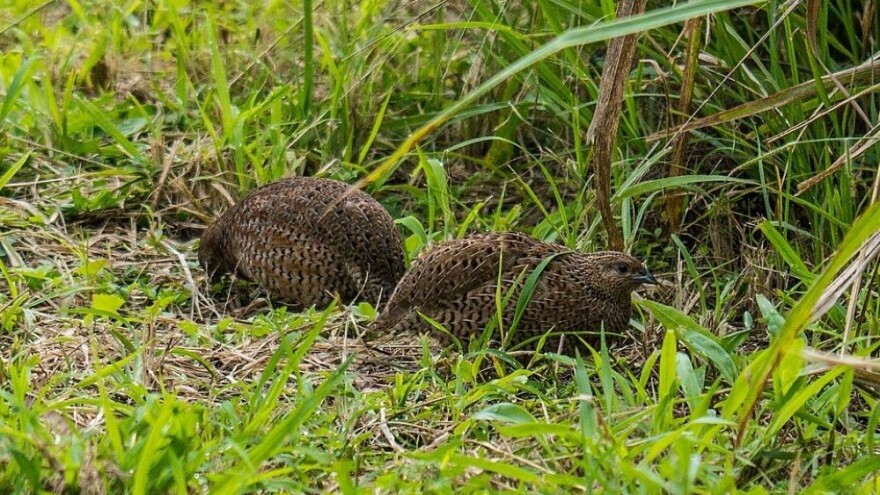 Strani turisti ne love prepelice - milionski gubici srpskog lovstva?
