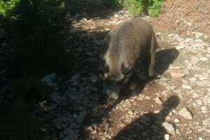 Bliži se lovna sezona - u najavi unaprjeđenje i ovog sektora