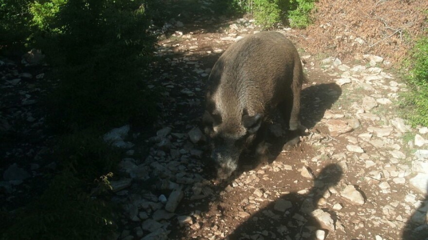 Bliži se lovna sezona - u najavi unaprjeđenje i ovog sektora