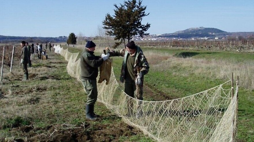 Ribljim mrežama u lov zečeva tradicija je koja nestaje jer ove divljači - nema