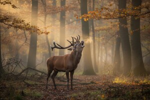 Lovačka elita zauzela Baranju