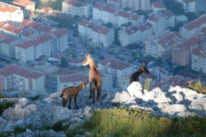 Lovačkim udrugama se vraća 754.500 kuna