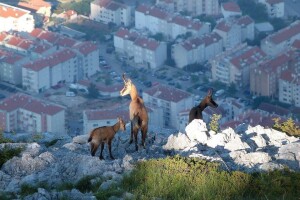 Lovačkim udrugama se vraća 754.500 kuna