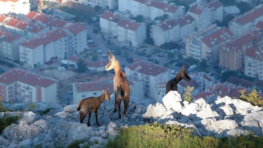 Lovačkim udrugama se vraća 754.500 kuna