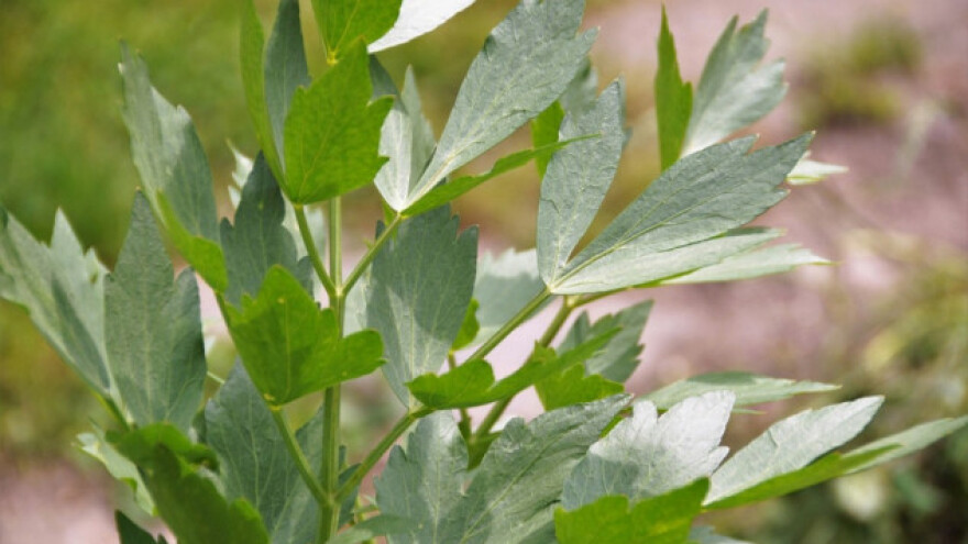 Uzgoj biljke koja leči mirisom