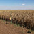 Dan polja BC kukuruza u Lovasu: Koje hibride odabrati?