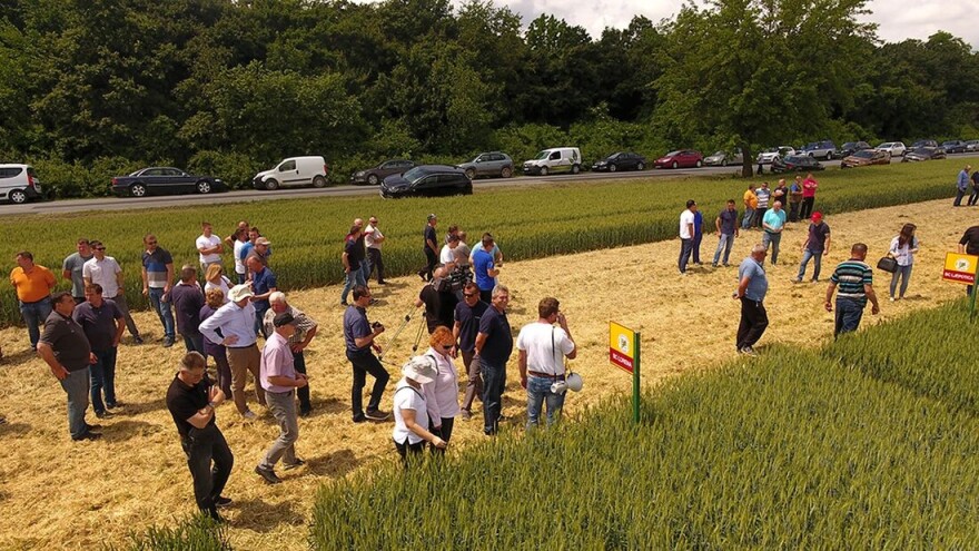 Unatoč previše oborina Bc strne žitarice i dalje obećavaju odlične urode