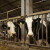 Dugovječnost mliječnih krava - iskustva i preporuke