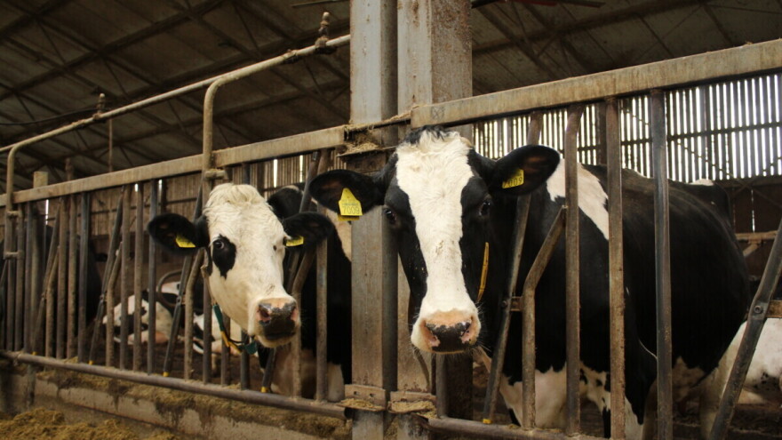 Dugovječnost mliječnih krava - iskustva i preporuke