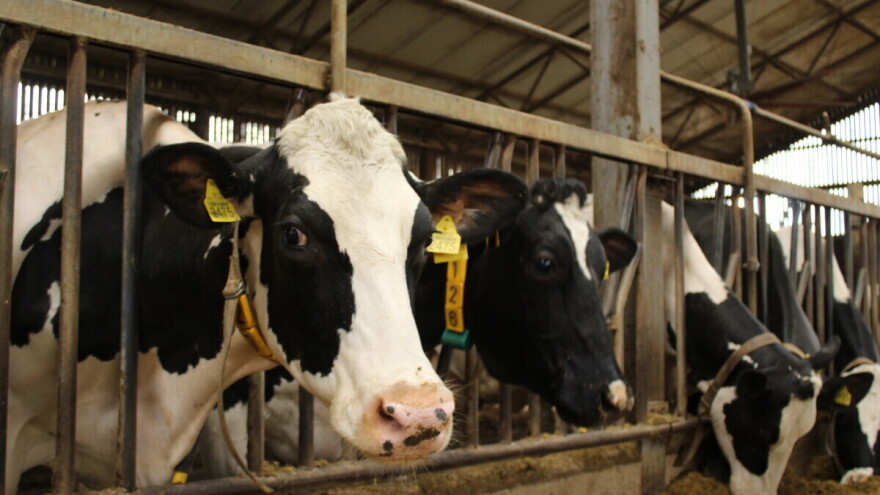 Hrvatsko stočarstvo u "plusu" - tek jedna vrsta stoke bilježi pad u 2024.