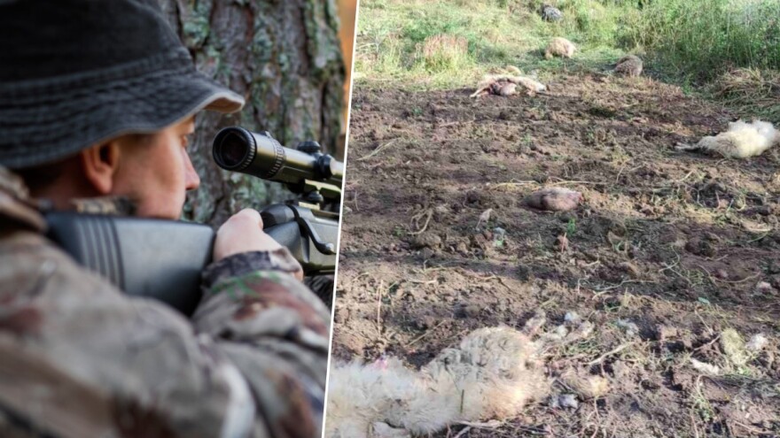 Kada su lovci dužni nadoknaditi štetu poljoprivrednicima i otkud toliko divljači?