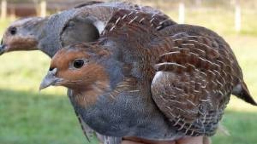 Lovci mladu divljač danonoćno čuvaju