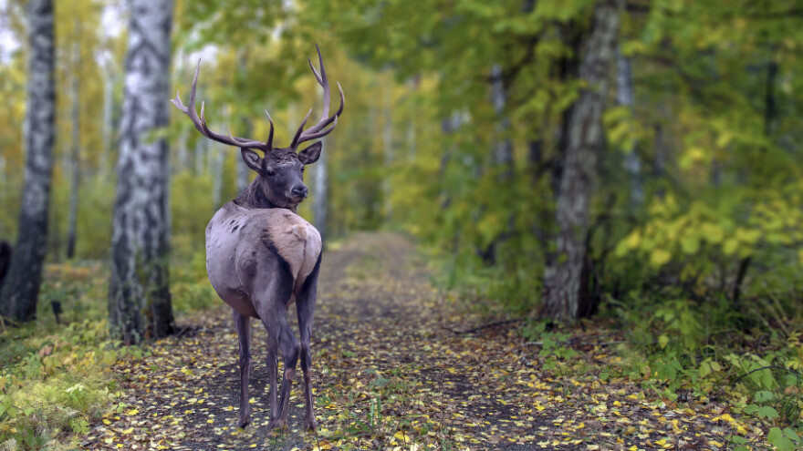 Lovci zeleniji od "zelenih"