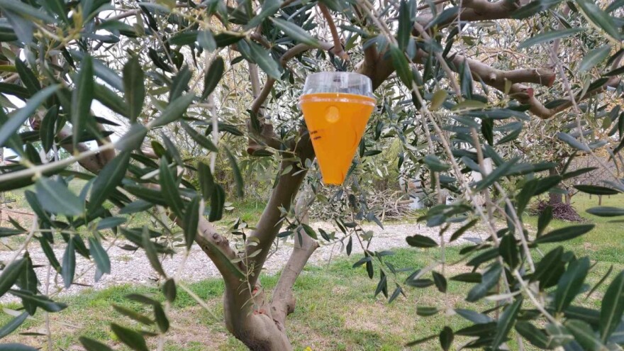 Postavite lovke: Najveći štetnik već hara maslinicima
