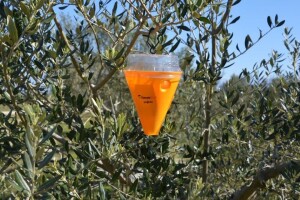 Maslinina muha je već zabilježena - lovite ih tijekom cijele vegetacijske godine