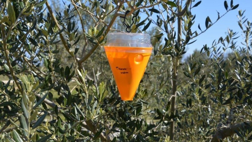 Maslinina muha je već zabilježena - lovite ih tijekom cijele vegetacijske godine