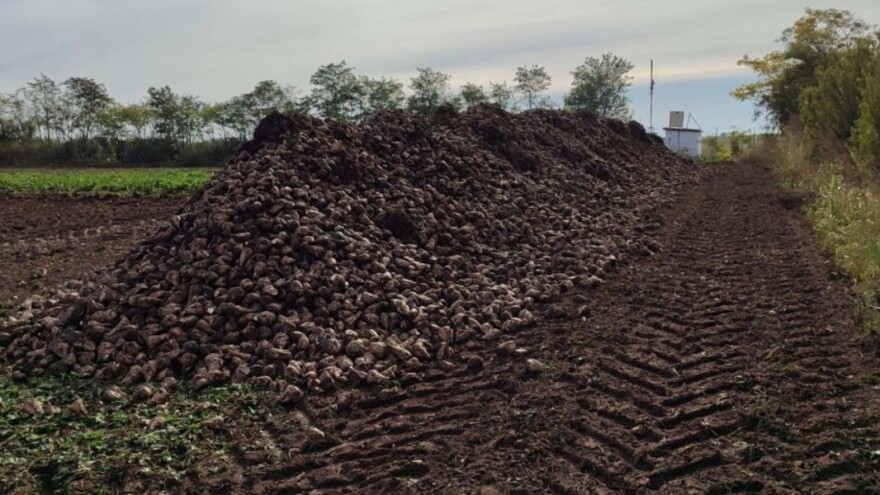 Kad će "leći" subvencije za šećernu repu koja je nedavno izvađena?