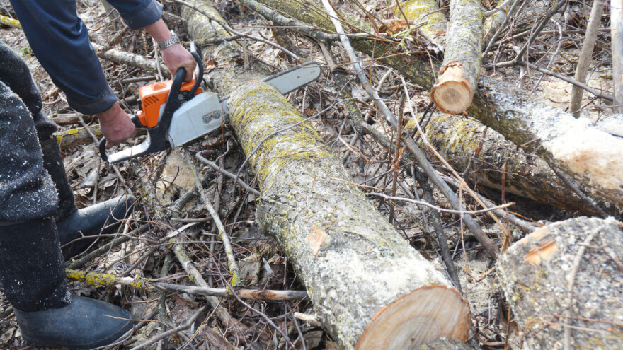Šumokradice ponovo u akciji: Lopov odmah uhapšen