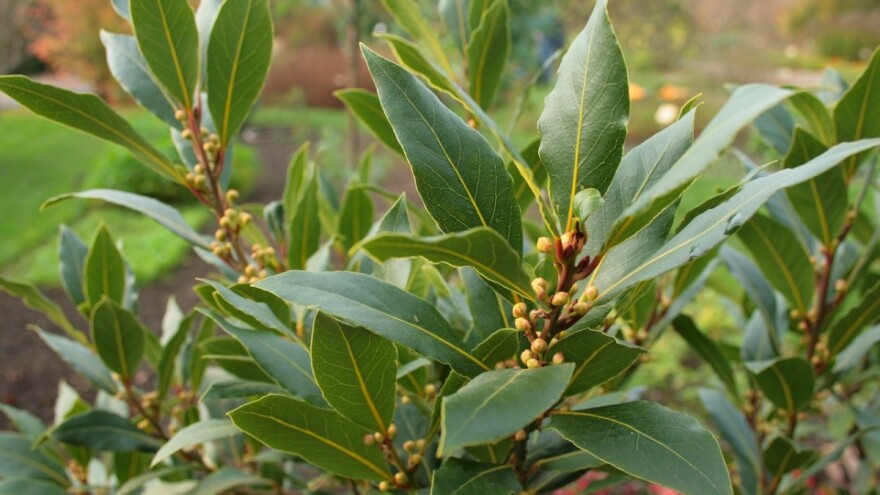 Lovor u kontinentalnim područjima? Moguće je!