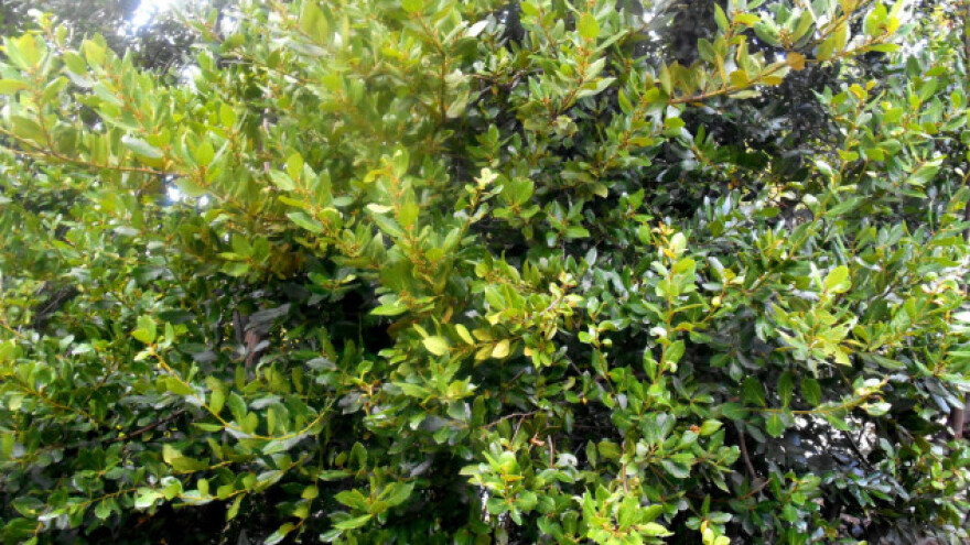 Jedna grančica lovora - jedna grančica zdravlja!