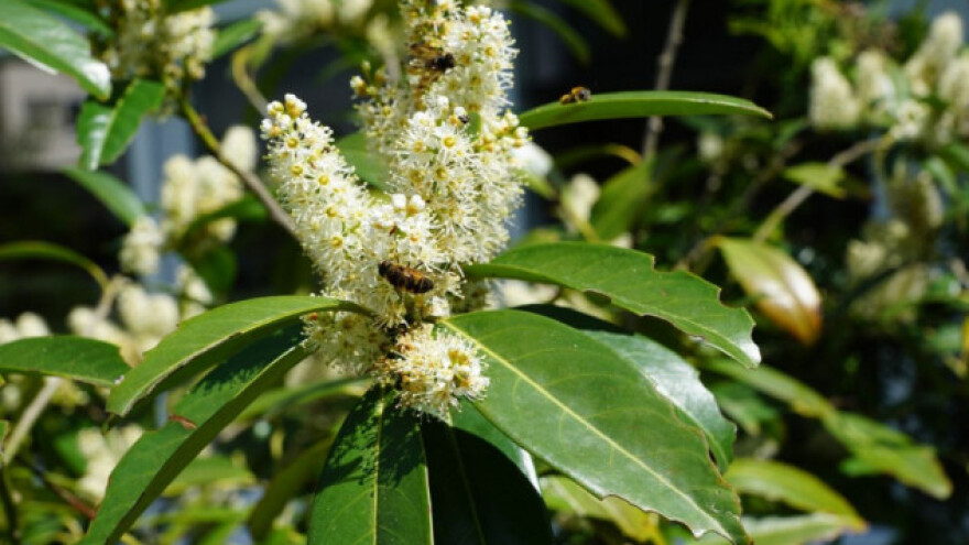 Lovor - prirodni konzervans