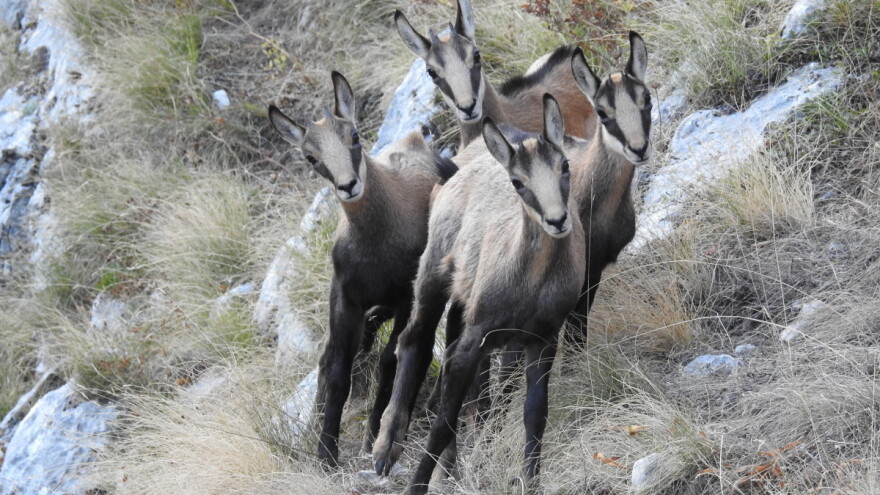 Kako lovstvo može pomoći u rješavanju problema stranih vrsta?