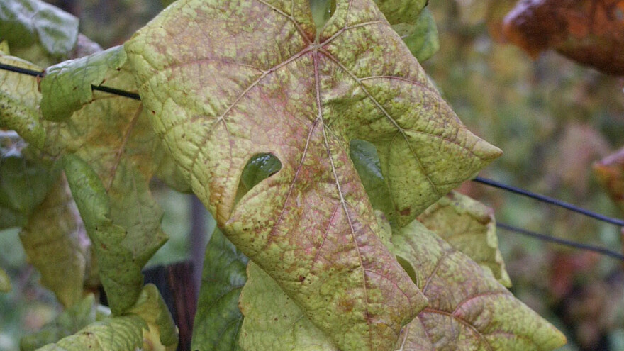 Koji su simptomi i kako zaštiti vinovu lozu od zlatastog žutila?