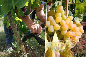 Kuljenača i Mrkuša uvrštene na Nacionalnu listu priznatih kultivara vinove loze