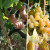 Kuljenača i Mrkuša uvrštene na Nacionalnu listu priznatih kultivara vinove loze