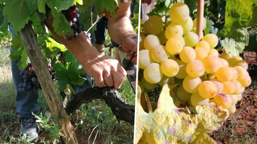 Kuljenača i Mrkuša uvrštene na Nacionalnu listu priznatih kultivara vinove loze