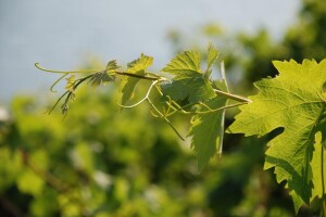 U što kraćem roku izvršite zaštitu vinograda - kojim preparatima?