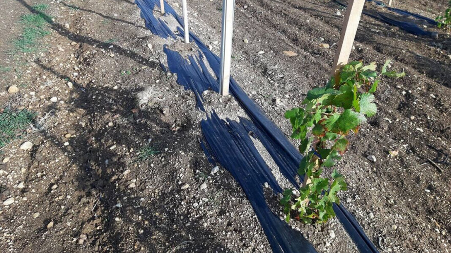 Kako saditi vinovu lozu hidroburom?