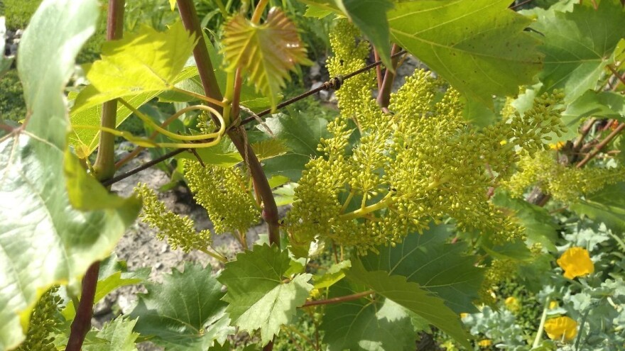 Mraz naneo štetu jabuci, zbog padavina posebno ugrožena vinova loza