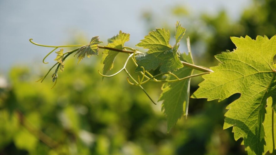 U što kraćem roku izvršite zaštitu vinograda - kojim preparatima?
