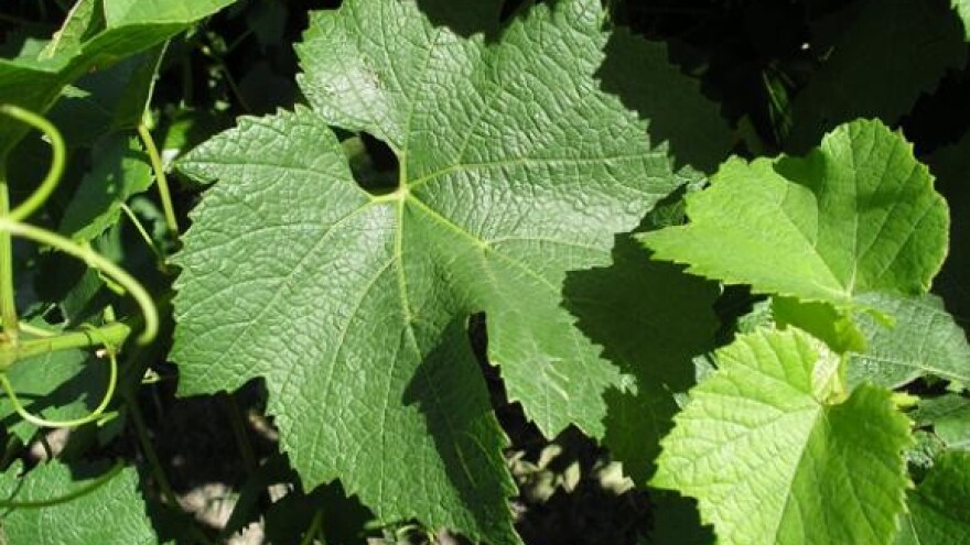 Završilo Urbanovo 2009.