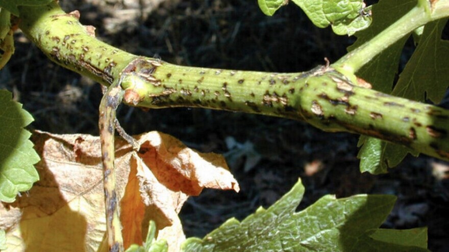 Bolesti vinove loze: Prepoznajte simptome i obavite zaštitu na vrijeme