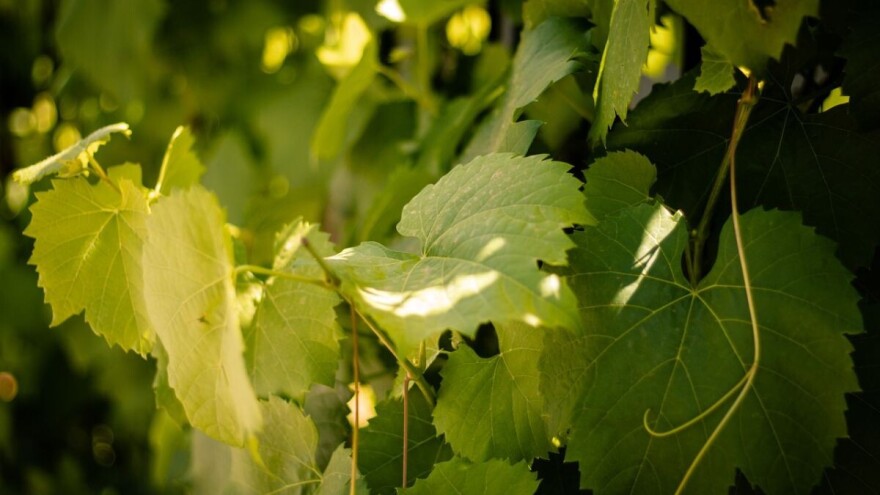Značaj zaperaka vinove loze i kako ih pravilno ukloniti