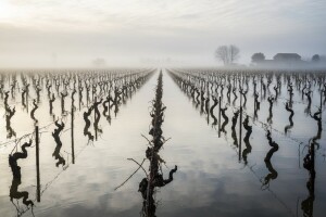 Loza se i u ožujku može obrezati
