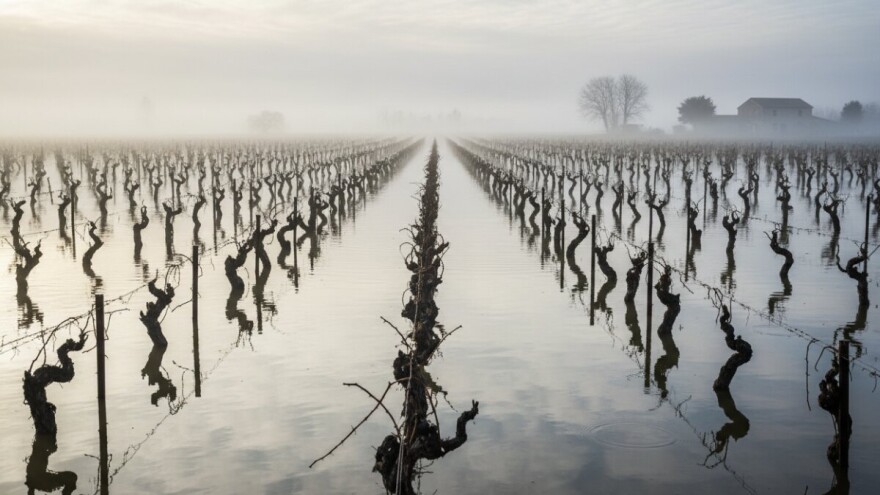 Loza se i u ožujku može obrezati